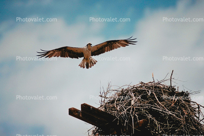 Osprey, Nest, Nesting