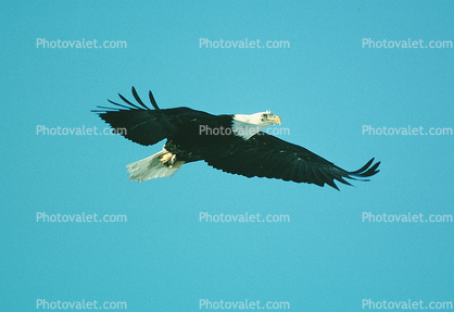 Bald Eagle, Feathers Homer, Alaska