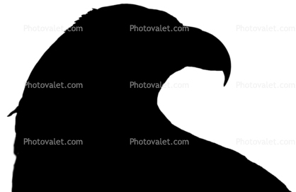 Bald Eagle, logo