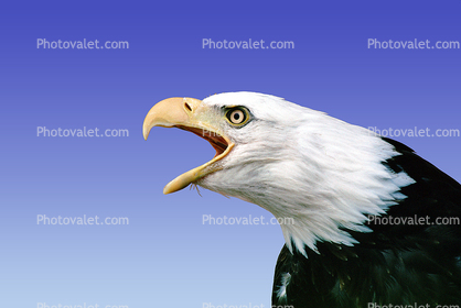 Screaming Bald Eagle, Alaska