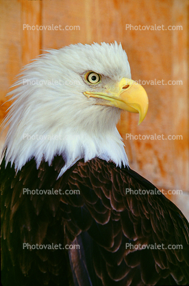Bald Eagle, Alaska