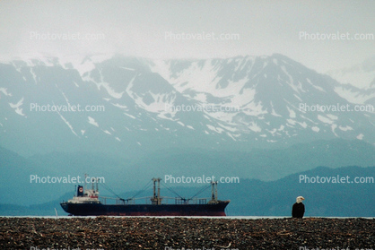 Bald Eagle, Oil Tanker Ship, Homer Alaska
