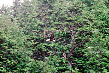Bald Eagle, Homer Alaska