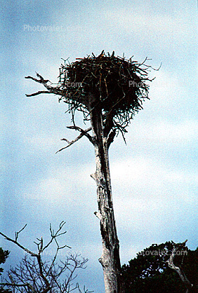 Eagle Nest, Trees