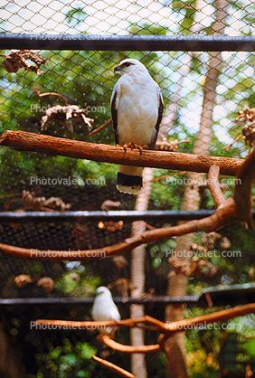 White Hawk, (Leucopternis albicollis), cage, birdcage