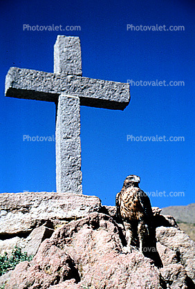 Eagle, Colca Canyon, Arequipa