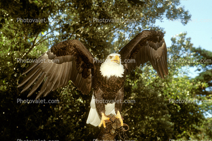 Bald Eagle, feathers