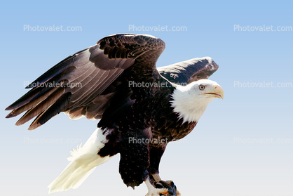 Proud Bald Eagle, feathers, wings