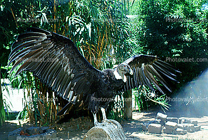 Andean Condor spreads its wings, feathers