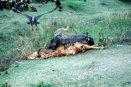 Vultures, cattle carcass
