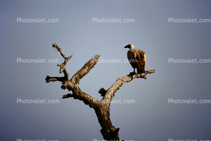 Vultures, Africa, African