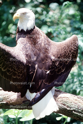 Southern Bald Eagle, (Hallacetus leucocephalus leucocephalus),