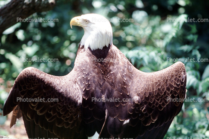 Southern Bald Eagle, (Hallacetus leucocephalus leucocephalus)