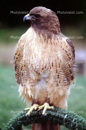 Red-Tailed Hawk, (Buteo jamaicensis), chickenhawk