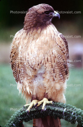 Red-Tailed Hawk, (Buteo jamaicensis), chickenhawk