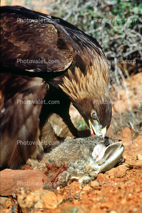 Eagle eating a rabbit