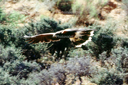 Eagle, in flight