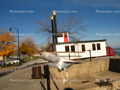 A Seagull Jumps into Flight, Rochester, NY