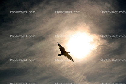 Seagull, Sun, Clouds