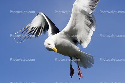 Seagull, Wings, Flight, Feathers