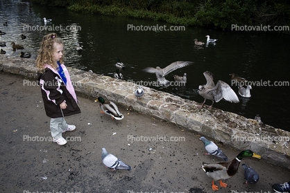 Pigeons, pond