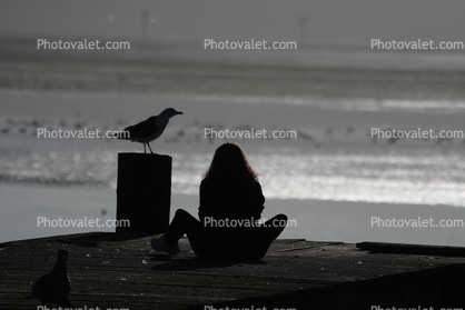 Seagull, Woman Sitting, Bodega Bay, Sonoma County, California