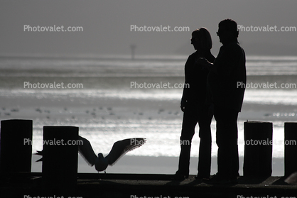 Seagulls, Pier, Dock, Woman, Man, Bodega Bay, Sonoma County, California