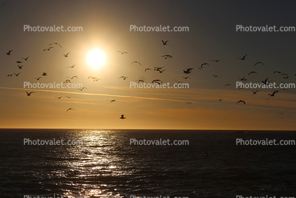 Seagull, Pacific Ocean, Sonoma County Coast, coastline, shore