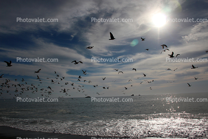 Seagull, Pacific Ocean, Sonoma County Coast, coastline, shore