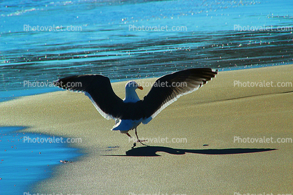 Seagull, sand, shadow, drakes bay, wings