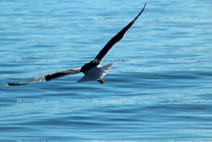 Seagull in flight, wings