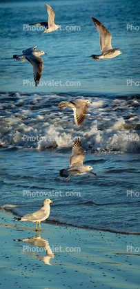 Seagulls in flight, wings