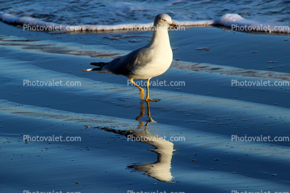 Seagull, seashore, reflection