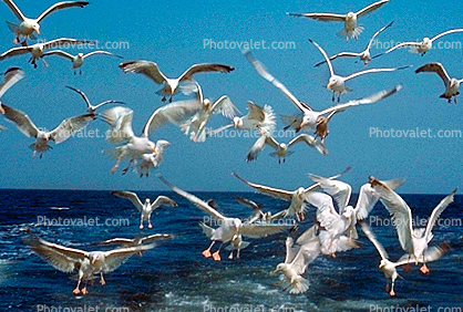 seagulls,