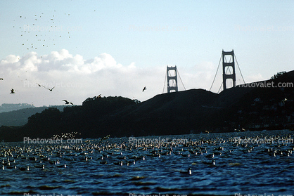 seagulls, Golden Gate Bridge