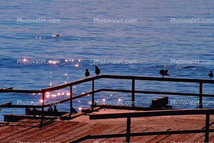 Seagulls, Sunset Cliffs, Ocean