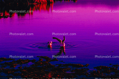 Seagulls in a Surreal Purple Haze