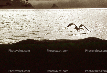 Seagull, Tomales Bay, Marin County, California
