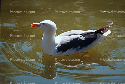 Seagull Swimming in the Water