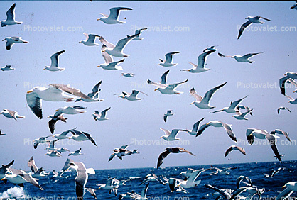 Seagulls in Flight, Flying, airborne, Sky, Skies
