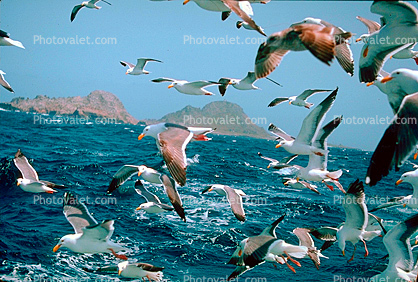 Seagulls in Flight, Flying, airborne, Ocean