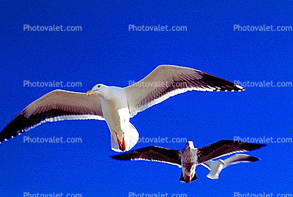 Seagulls, Carmel, California