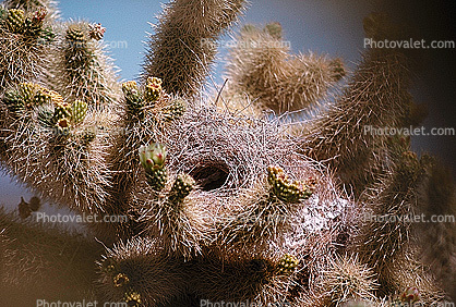 Hummingbird Nest, Cholla Cactus, Joshua Tree National Monument