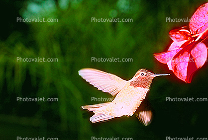 Hummingbird, Fight, Hover, Hovering, Flying, fly, beak, Irvine, California