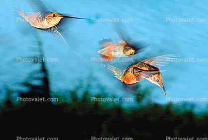 Hummingbird, Fight, Hover, Hovering, Flying, fly, beak, Alaska