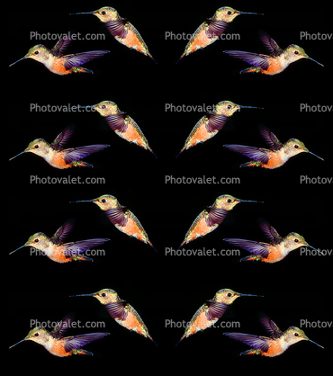 Patterns of Hummingbird