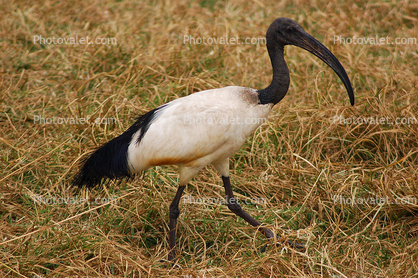 Stork, Africa