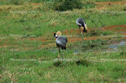 Grey Crowned Crane, (Balearica regulorum), Gruiformes, Gruidae, Africa