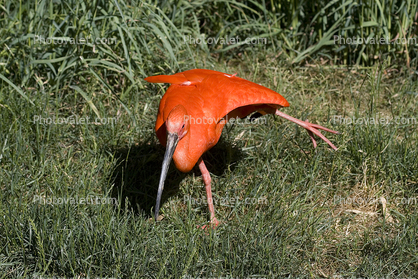 Scarlet Ibis, (Eudocimus ruber), Threskiornithidae, Threskionithinae