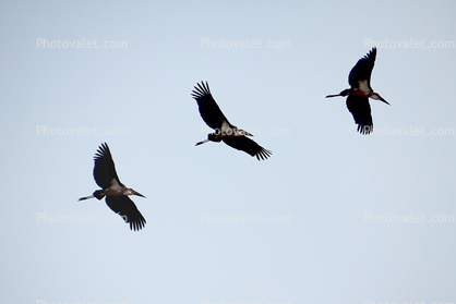Flying, Katavi National Park, Tanzania